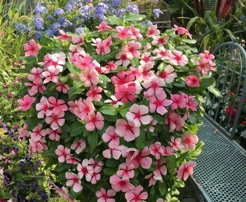 五种漂亮的花，可以趁热天繁殖小苗，温度高更利于生根