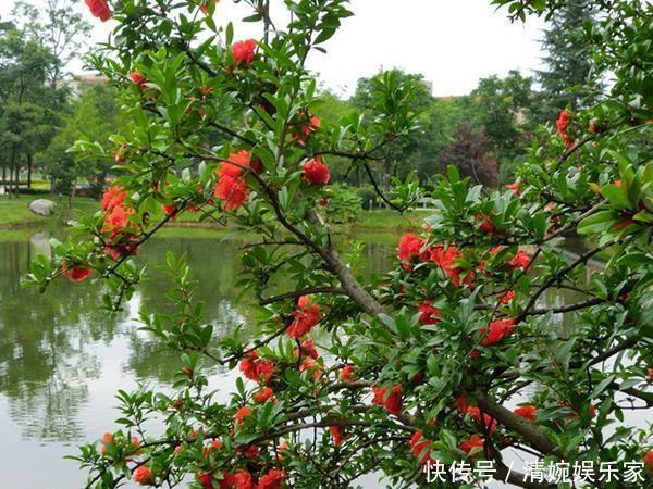 花骨朵|花朵大又红，寓意着子孙满堂，不抽烟、不喝酒也要养两盆