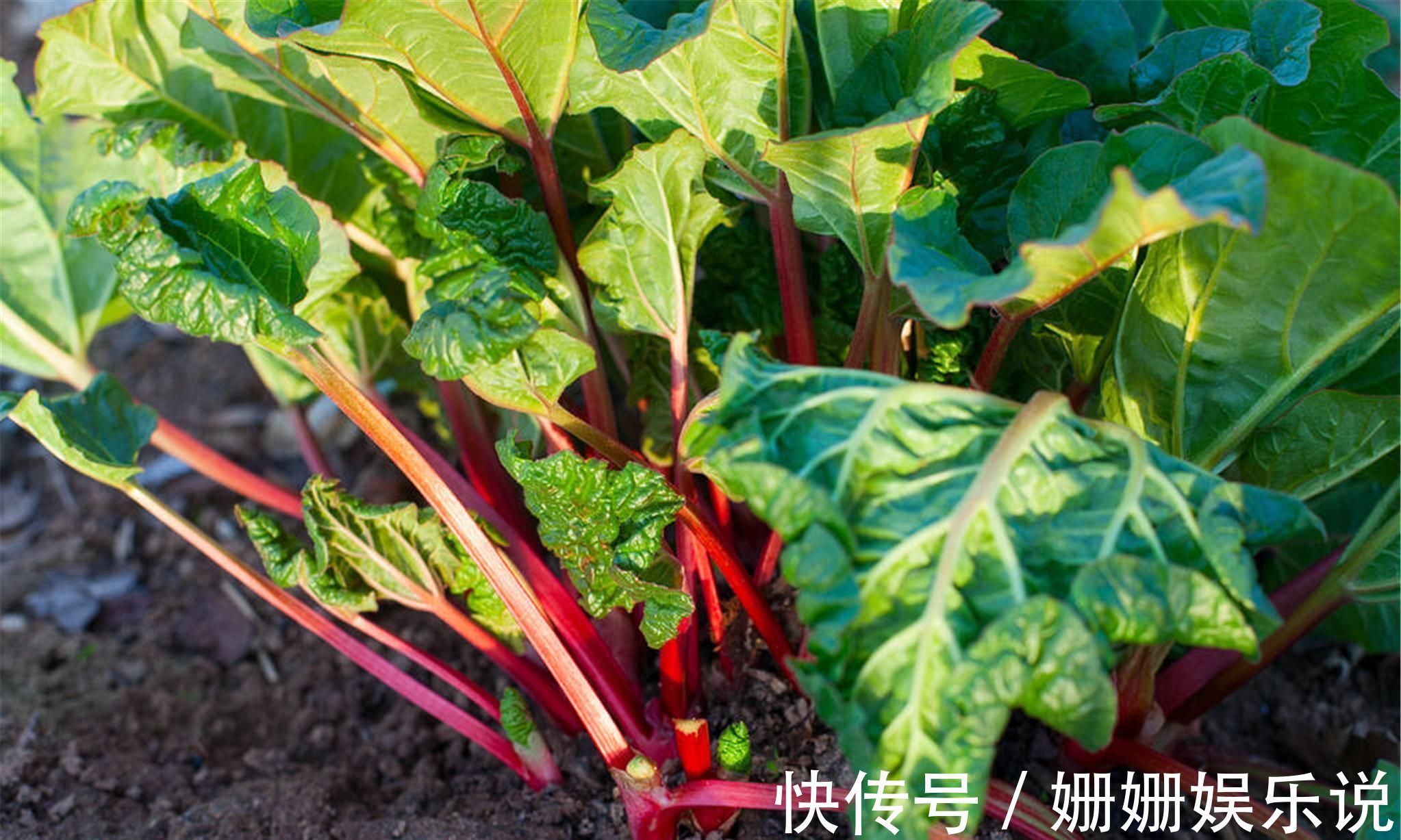 湿热|一味被人严重低估其价值的良药，服之可促代谢、运脾胃、除湿气