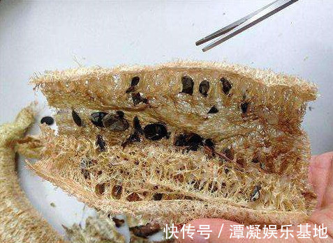 腰突|老军医献方:1把丝瓜籽加点酒,12年腰突彻底治愈,效果立竿见影