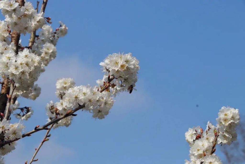 中年|满山遍野，2000亩樱桃花开！峨眉这个地方美成了一幅画