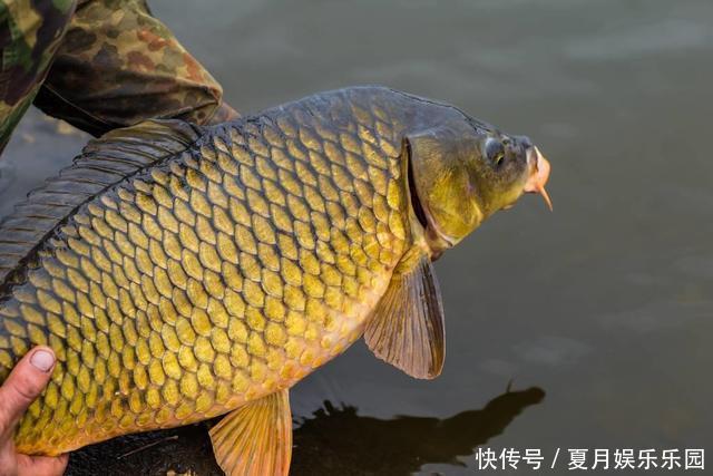 鳙鱼|钓到大鱼后拍完照就放生，是假装高尚？真实情况是这样的