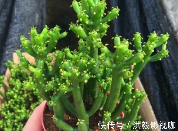 滴水观音|家里不能养的4类绿植,白送都不要,有钱人都懂,你还傻傻往家买