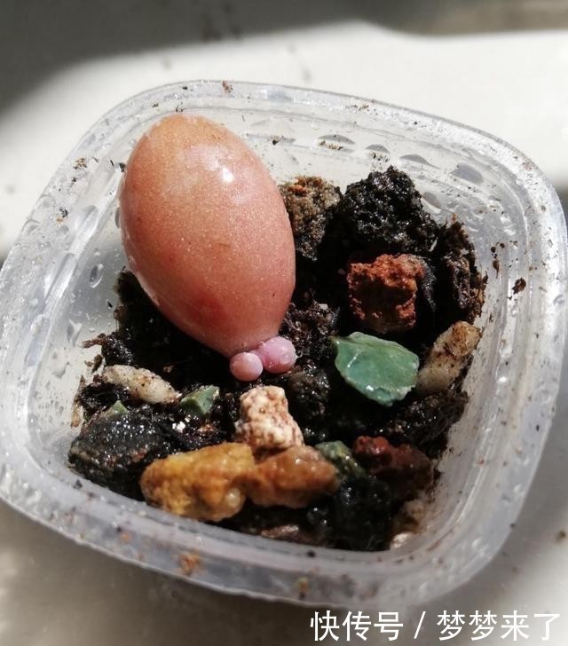 爱多|爱多肉,爱生活,心情自然好