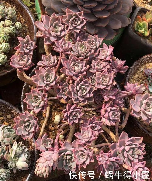 春天养多肉选它,皮实又好养,上色美极了,容易成老桩