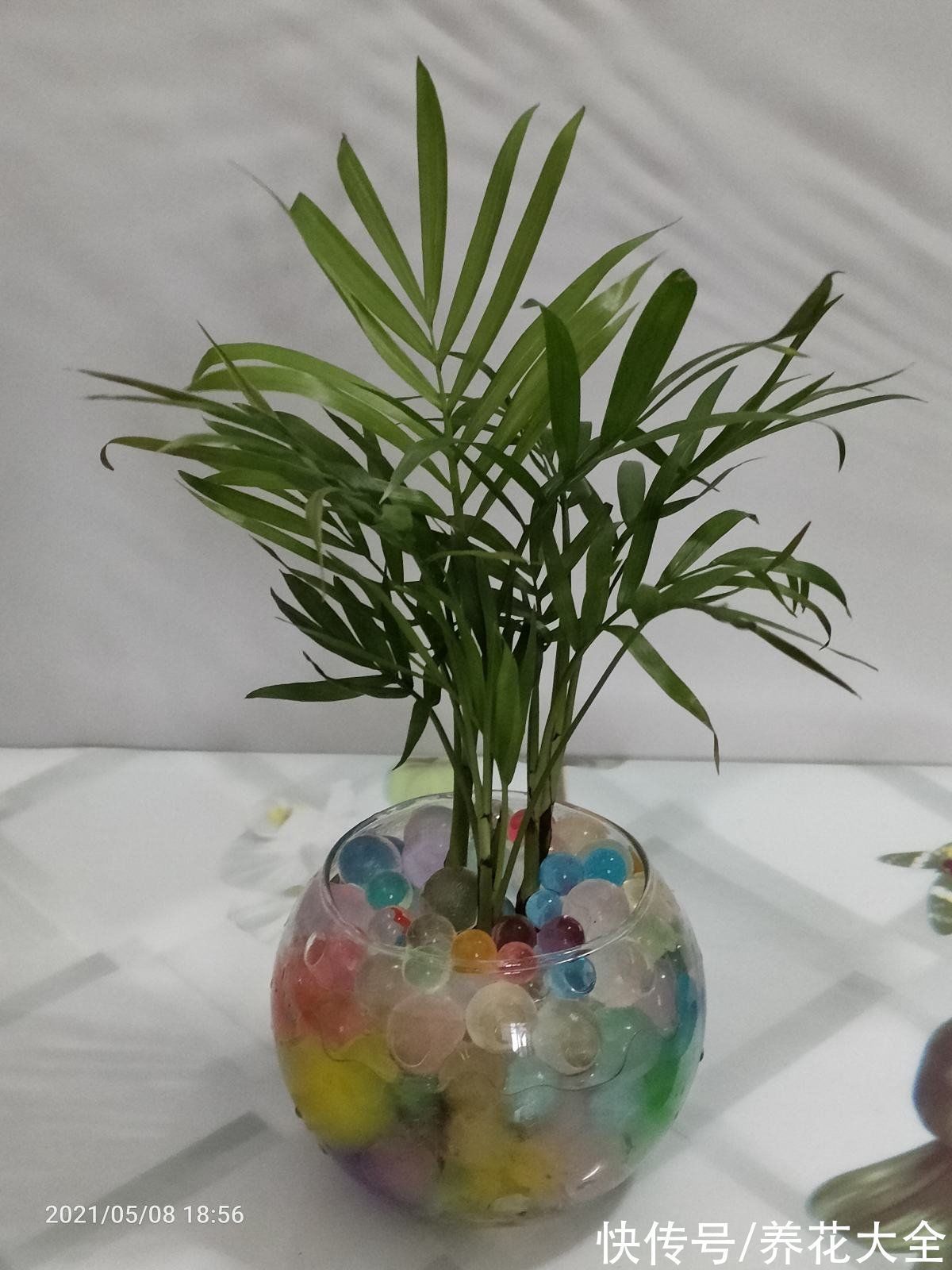 30种观叶植物,能观赏也净化空气,总有一种你养过