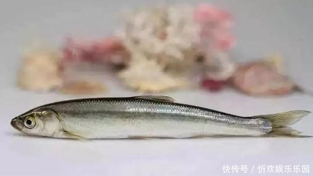 星点笛鲷|国内公认最好吃的4条鱼，既营养又美味！你爱吃吗