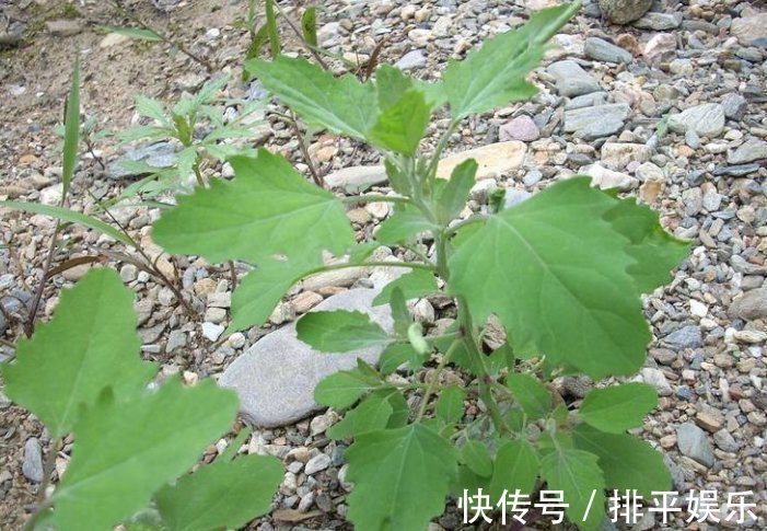 补药|这种野菜一定要吃，胜过一切补药，尤其是老人，营养价值极高