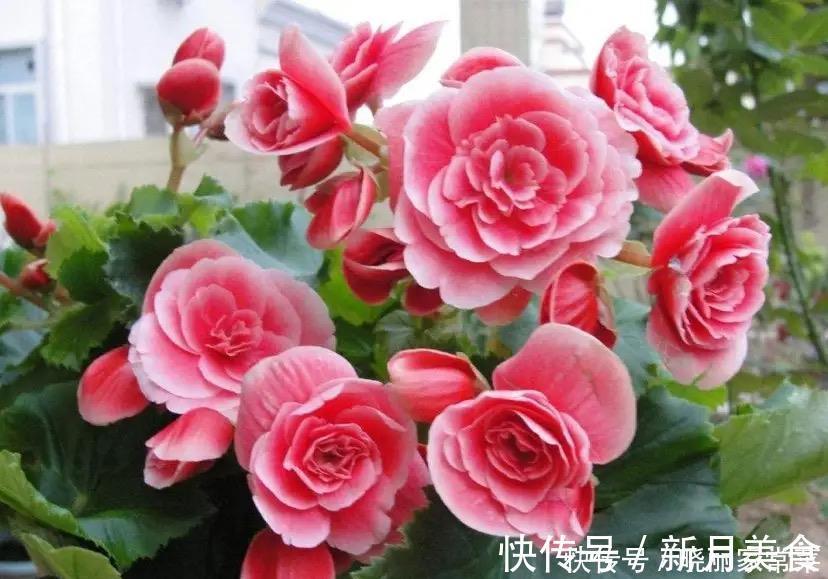 花友|养花很容易上瘾,一个“中毒太深”的花友自述,看完你还敢养花吗