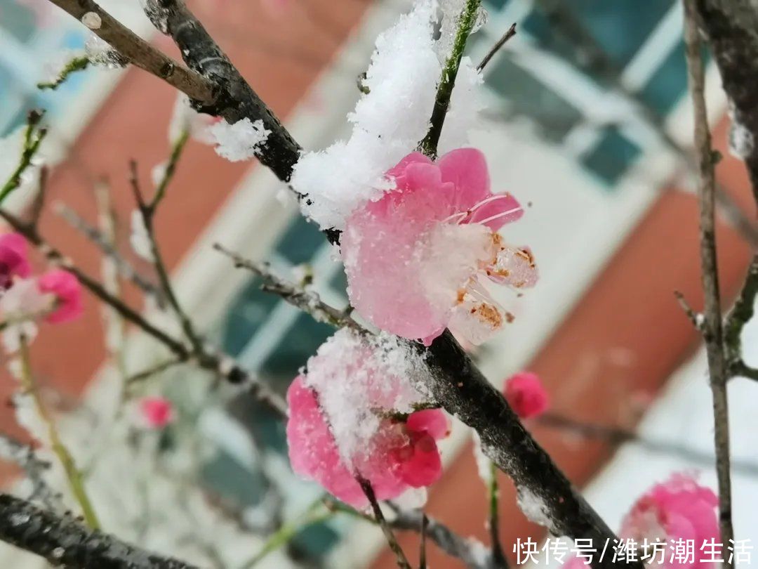 潍坊光正实验学校：校园里的那些花儿