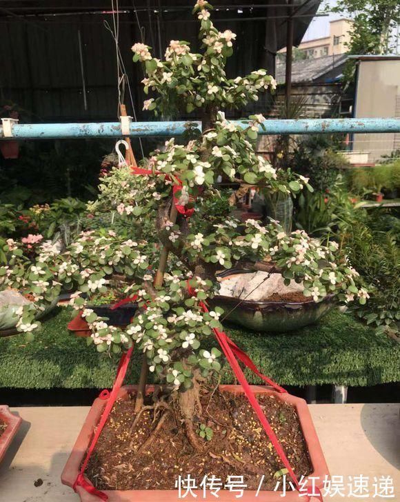 路边捡棵“小老桩”,回家浇点水,养了半个月,原来是盆金枝玉叶