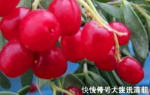 白刺果|会吃的人最健康,3种食物离不开,补充营养,有益健康!