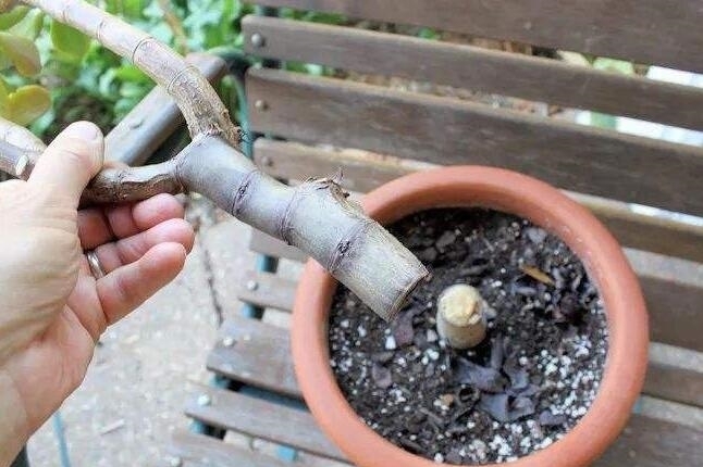 有机肥|玉树烂根还有救吗?教你3个挽救法,20天生根,让它“起死回生“