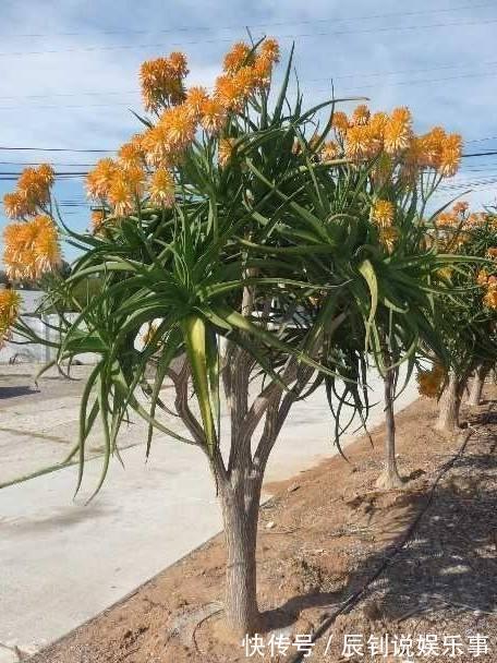 7种“富贵花”,客厅养一盆很合适,越养越值钱,能活一百年