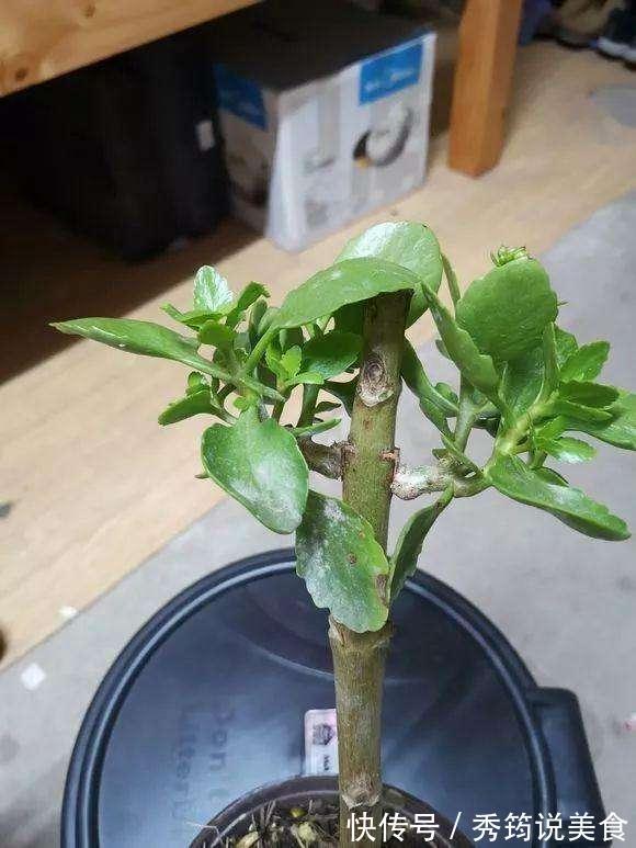 快速消灭入侵多肉“不死鸟”,要放大招,连根拔十次,彻底消灭光