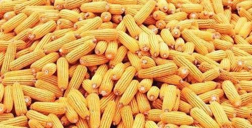 粘稠|高血糖可以吃的7种食物,习惯吃可以助降血糖,血液不粘稠