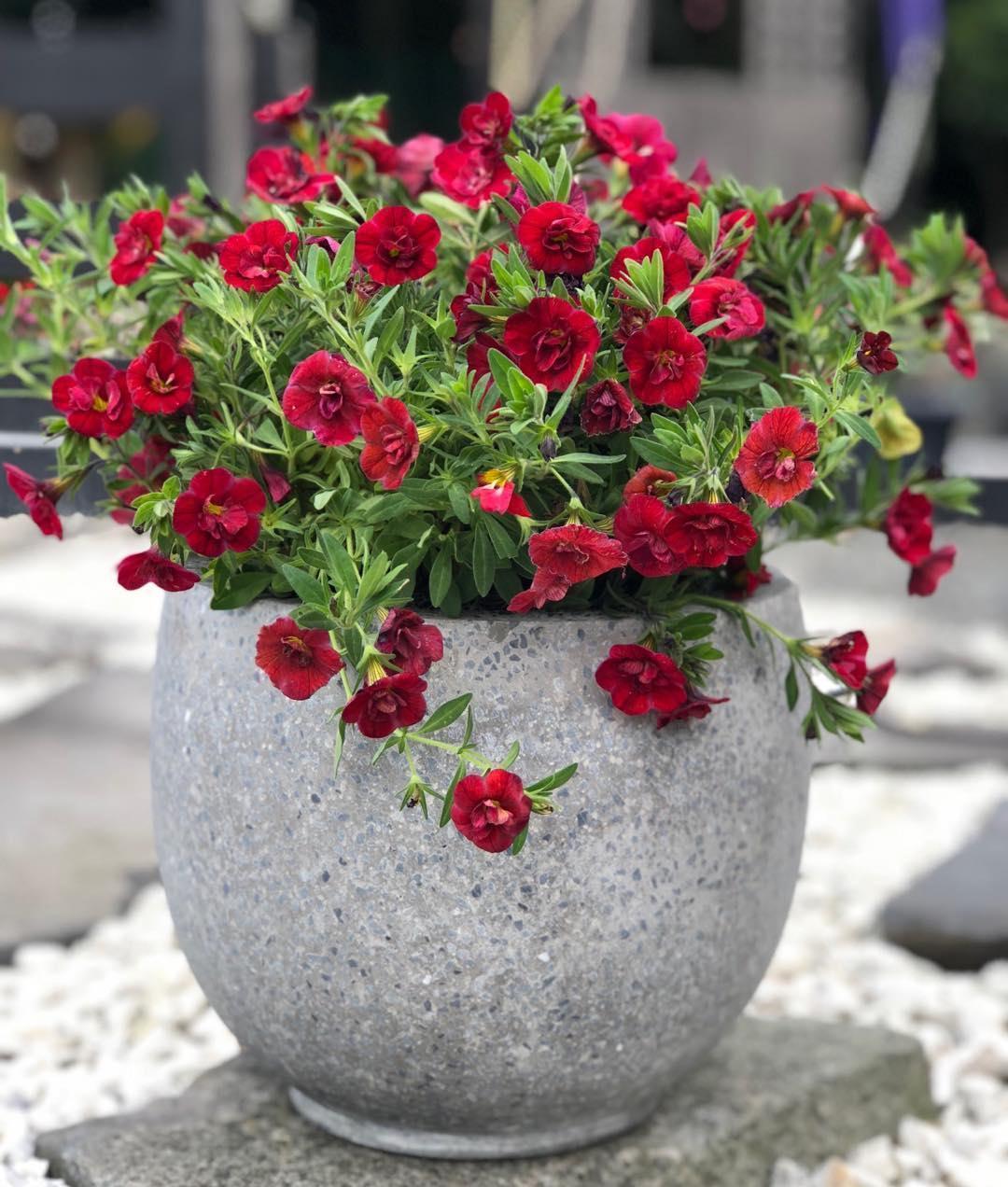 养护|阳台爆盆首选百万小铃,这样养护开花不断,长成花球