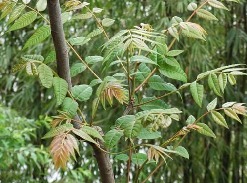 蔬菜|炒前“必须焯水”的5种蔬菜,专家:再懒也别省这1步,别不懂装懂