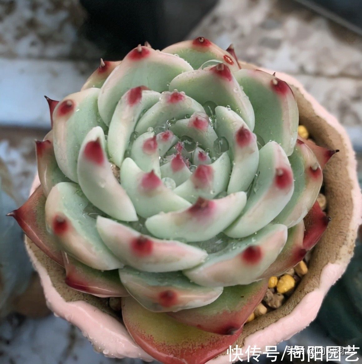 种多肉用小盆,一盆多种,挤在一起养,状态更好,根系更发达