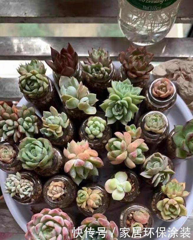 布丁瓶搭配海绵养多肉,不买盆不买土,干净卫生,容易出状态