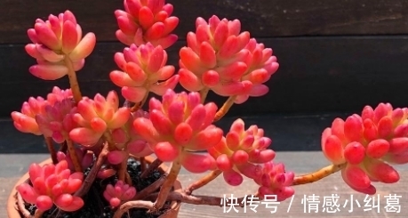 观音莲观音莲|网友推荐,最好养的多肉,你觉得靠谱吗