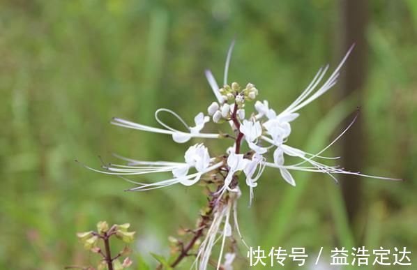 肾茶|农村俗称“肾草”，遇到赶紧挖回家，如今很稀少，是打结石良药