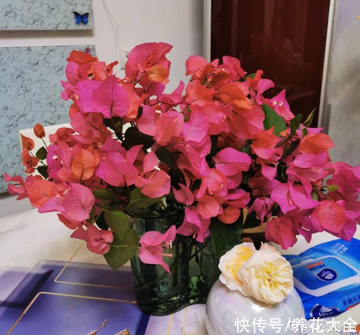 花友们|三角梅买来不会养,“5步法”教你养护,变成“别人家的三角梅”