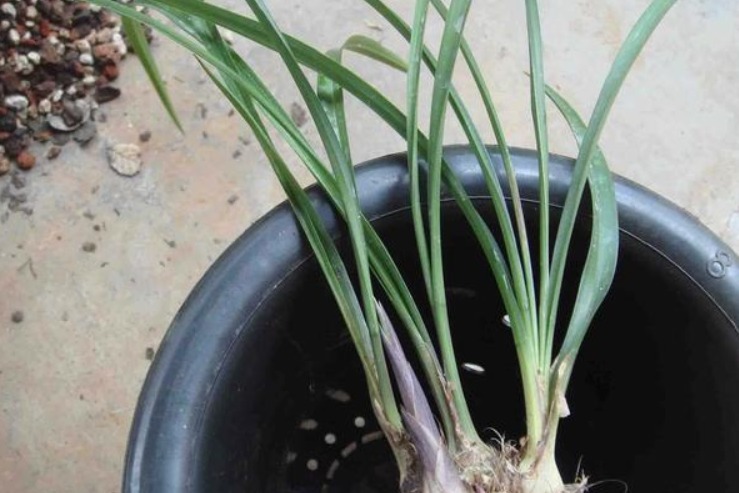 烂根的兰花长出新芽，能活吗学会这“4步”，养兰是关键