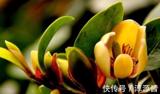 4种花是开花王,沾土就活,开花漂亮财运来,寓意超好的