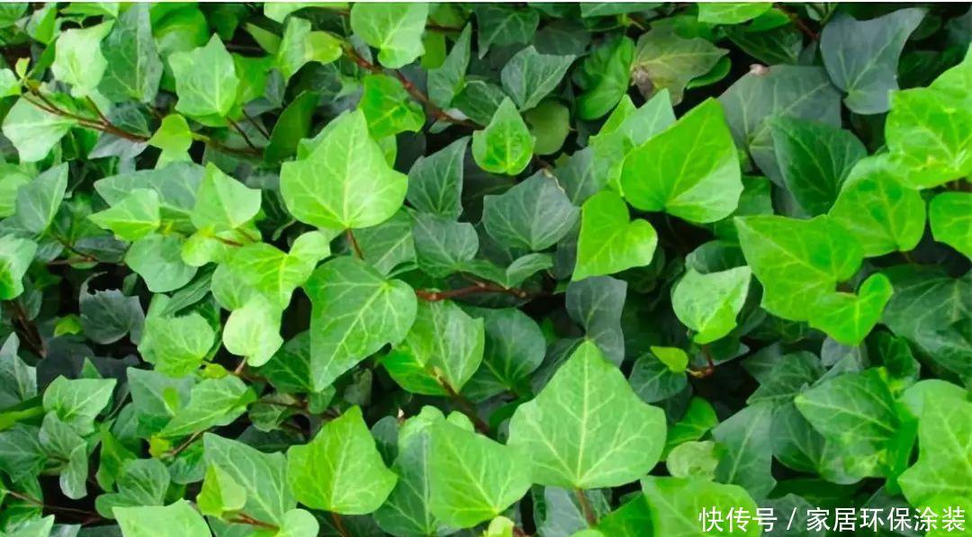 10种适合秋天移种的爬藤花，养1年就能爬满墙