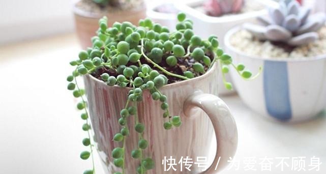 7款香气逼人的多肉植物, 你有么!