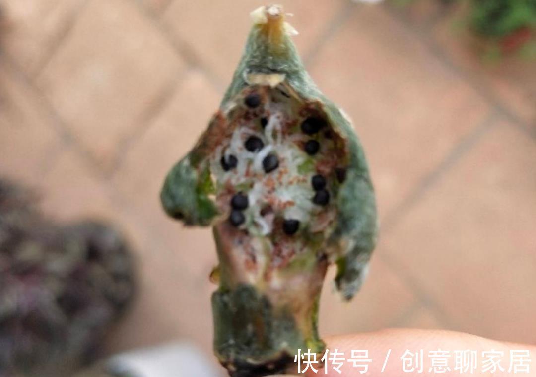 凤仙花|10种花开完不要剪，等20天之后，1盆变多盆