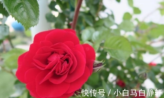 财运|进入8月中下旬，财运如芝麻开花节节高，大吉大利