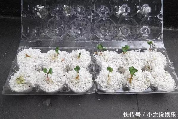 吃完这4种水果，我把籽扔花盆里，秒变小森林！