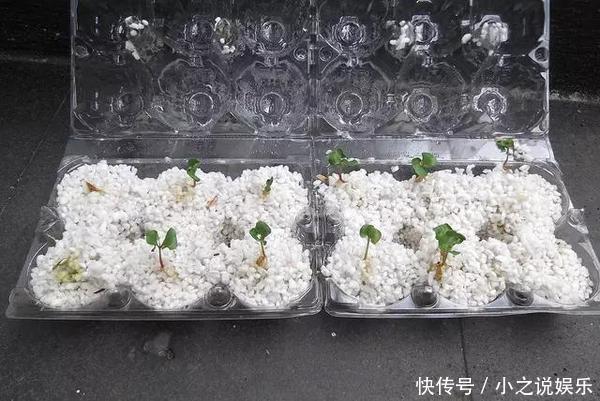 吃完这4种水果,我把籽扔花盆里,秒变小森林!