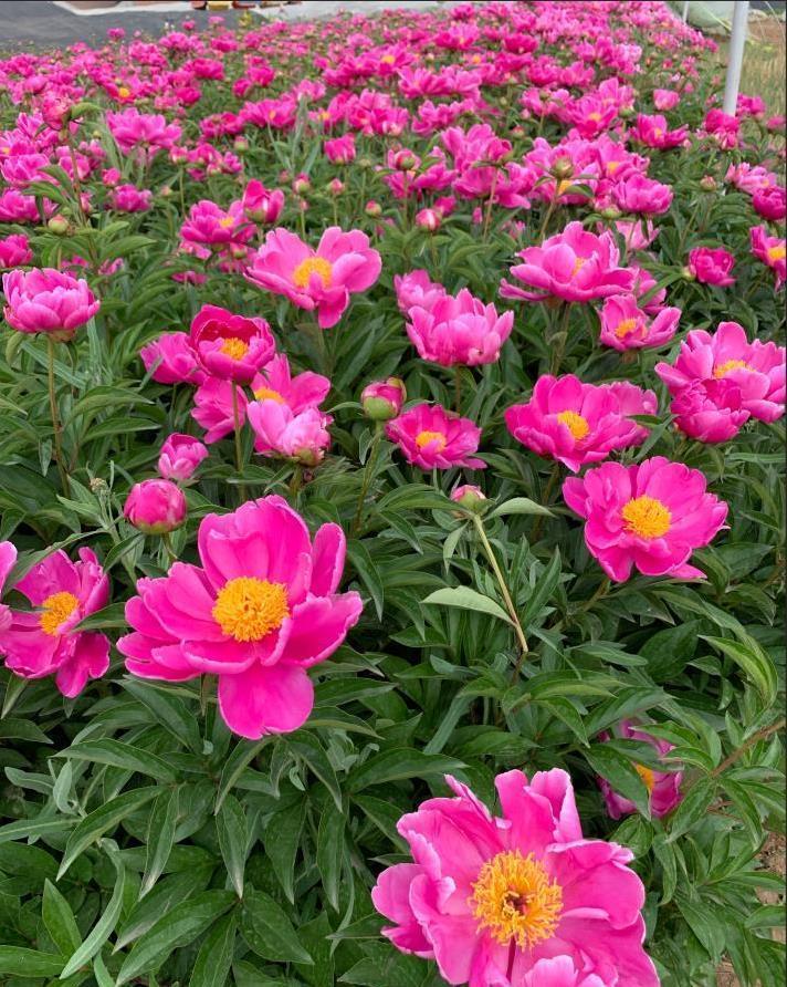 花语|养花试试这几款,花色极富感情色彩,浪漫又美满