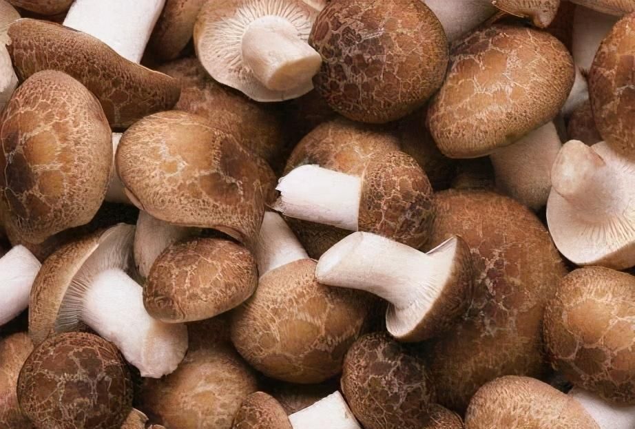 香菇香菇|很适合冬天吃的3种食物，排毒养颜、改善体质，好吃又不贵！