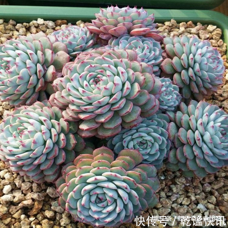 秋季养多肉，抓住这2点，个个饱满出状态