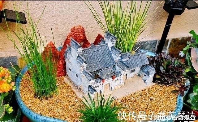 树桩|用石头盘子来养花，变成小盆景，价值能翻好几倍