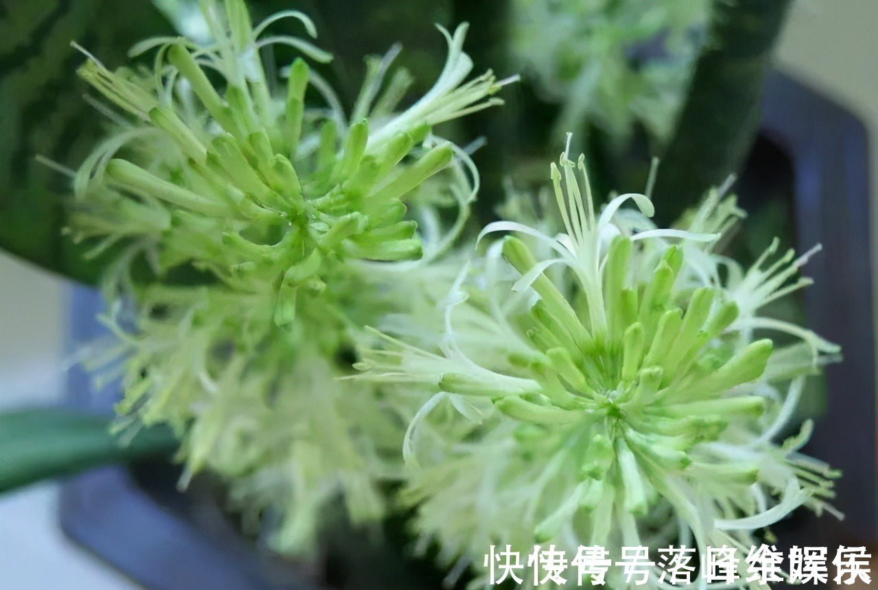 化肥|虎皮兰不长新芽,多是犯了3个错误,改正了才能不断冒嫩芽