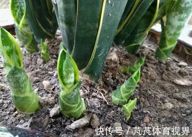 花友|养君子兰虎尾兰,扒点土反而疯长,1个月蹿出10个芽