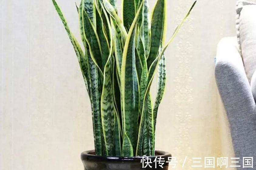 技巧|虎皮兰怎么养长得快又爆芽,掌握4个技巧易爆芽,半年长出一米高