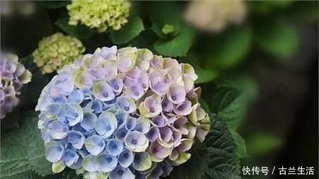 花肥|鸡蛋壳养花，用对了才是好花肥，出错了就烂根，养一盆死一盆！