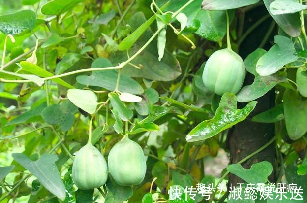 老人|因为吃错中药,67岁老汉查出肝癌晚期,治病不成却患癌