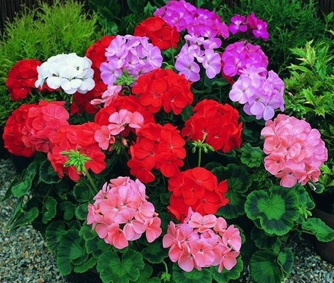 春养4种花，沾土就活，见光就旺，年年开花上百朵，一年开上300天