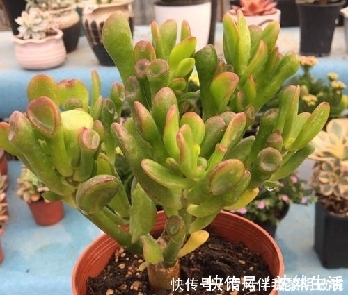 植株|此款多肉植物，招财又好看，养成老桩盆景，谁见了都夸美！