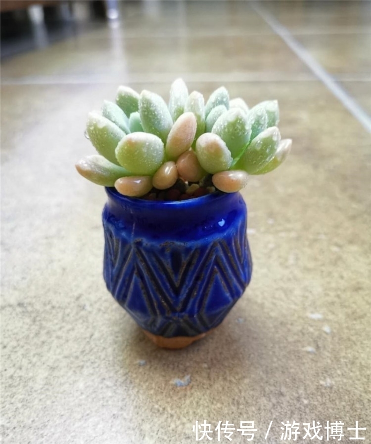 一肉一世界，一方一净土