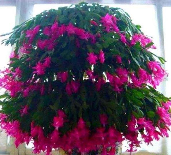 4种花很适合阳台养,花香四溢,花朵烂漫迷人,花开一茬接一茬!