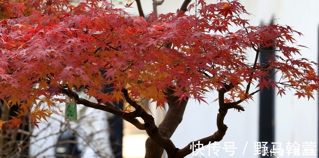 干式|三种“富贵”树,能当盆景“传家宝”,喜庆吉祥上档次