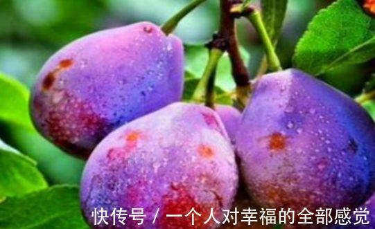 沙果|长寿老人都爱吃以下食物,补血益气,保护心血管,滋养肝脏